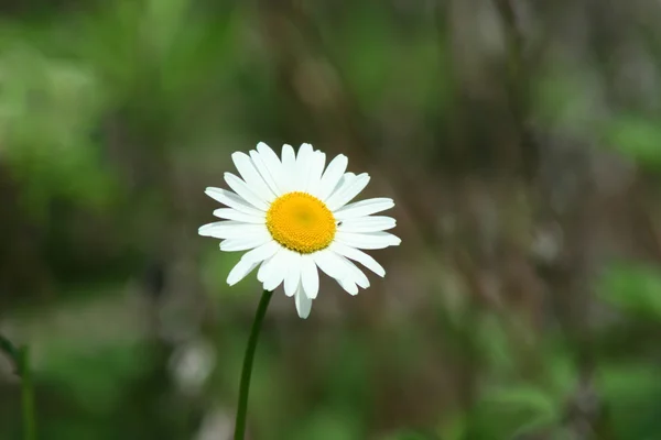 Daisy with bug — Stock Photo, Image