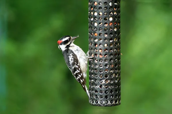 Downey Woodpecker at birdfeeder — Stock Photo, Image