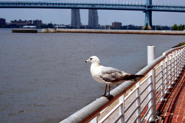 Seagull on a railing — Stock Photo, Image