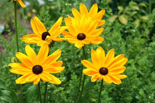 Μαύρα eyed susan λουλούδια — Φωτογραφία Αρχείου