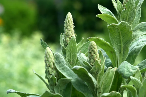 Μπουμπούκια milkweed — Φωτογραφία Αρχείου