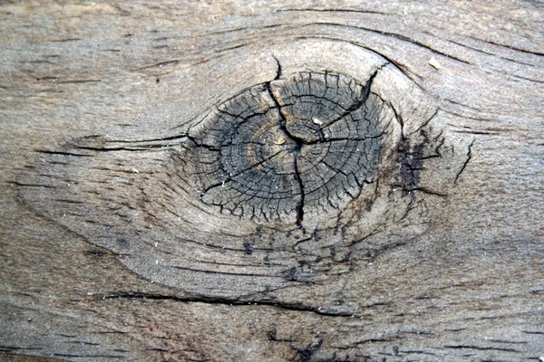 木の結び目 — ストック写真