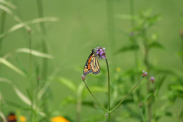 Pomarańczowy motyl monarch — Zdjęcie stockowe