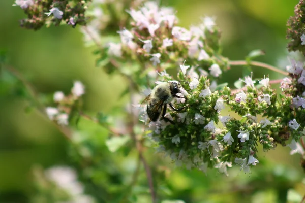 大黄蜂收集花粉 — 图库照片