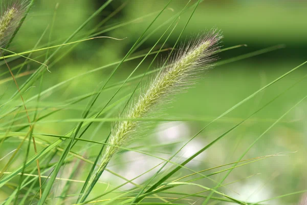 Vysoké trávy semeno — Stock fotografie