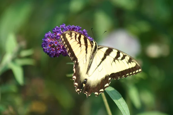 Eastern Tiger Swallowtail butterfly — Stock Photo, Image