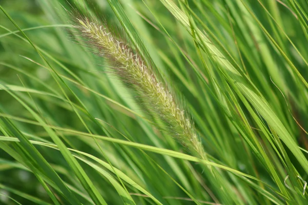 키 큰 잔디 씨앗 — 스톡 사진