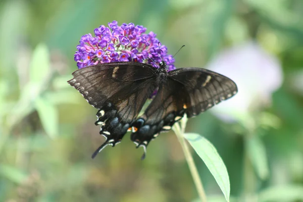 Femelle noire Swallowtail papillon — Photo