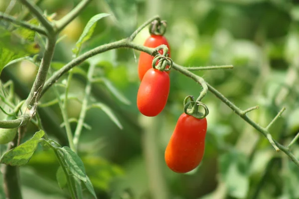 Röda tomater på vinrankan — Stockfoto