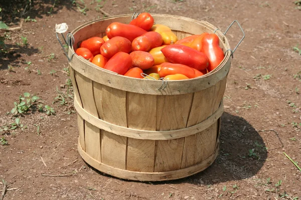Pomodori appena raccolti — Foto Stock