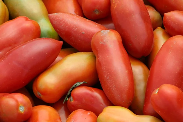 Tomat segar yang dipetik — Stok Foto