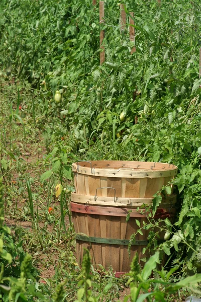 Tomatenkörbe auf dem Feld — Stockfoto