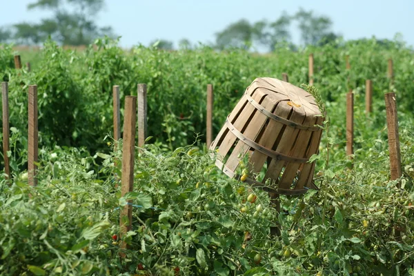 Cestas de tomate en el campo — Foto de Stock