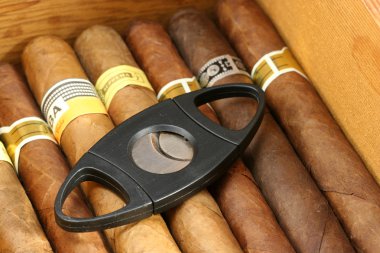 puro bir humidor içinde