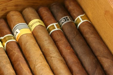 puro bir humidor içinde