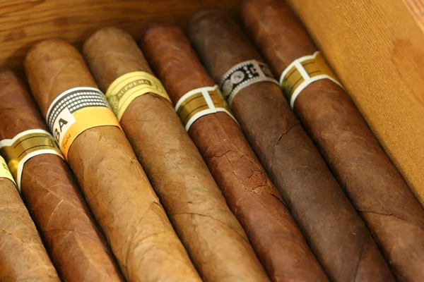 Cigars in a humidor — Stock Photo, Image