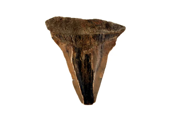 Dent de requin fossile — Photo