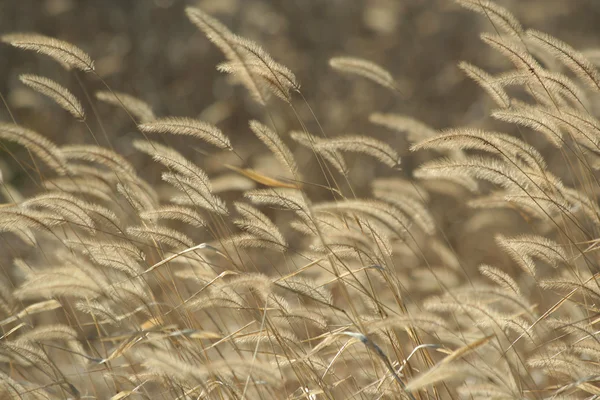 Mauvaises herbes Foxtail en automne — Photo