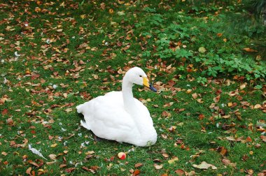 Snow-white swan clipart