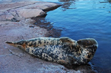 Cute seal clipart