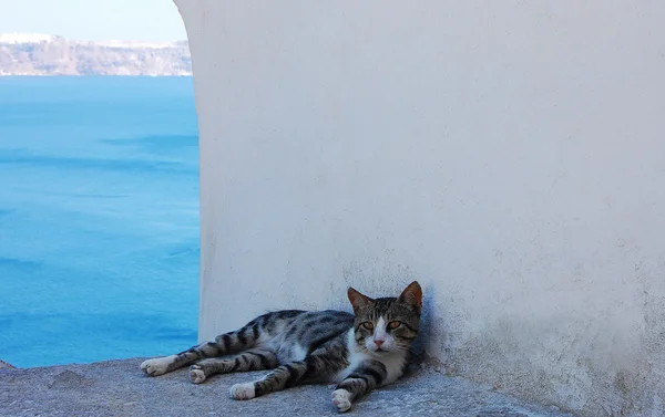 Tembel sevimli kedi — Stok fotoğraf