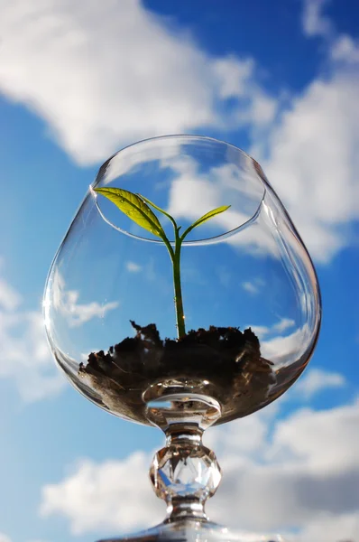 Young plant in a glass — Stock Photo, Image