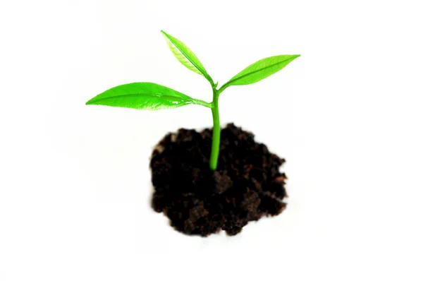 Growing sprout — Stock Photo, Image