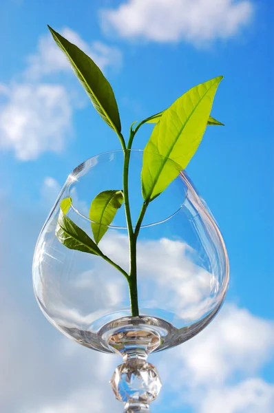 Plantlet in a glass — Stock Photo, Image