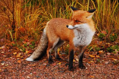 Wild red fox clipart