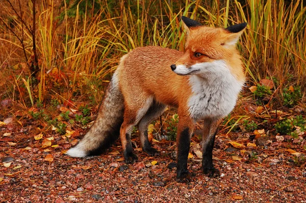 Wild red fox — Stock Photo, Image