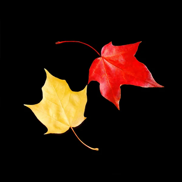 stock image Dancing autumn leaves