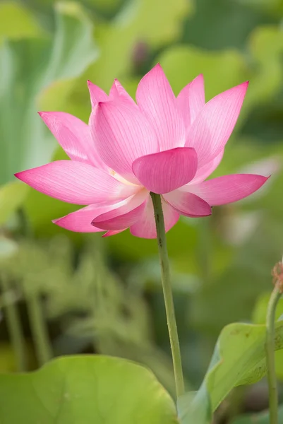 Όμορφη lotus με πράσινο φύλλο γύρω από — Φωτογραφία Αρχείου