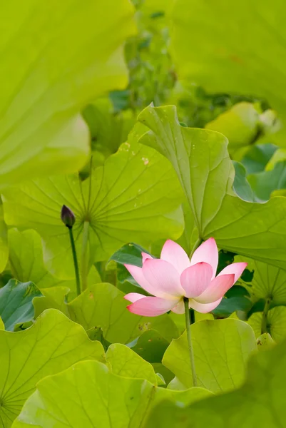 Lotus — Stok fotoğraf
