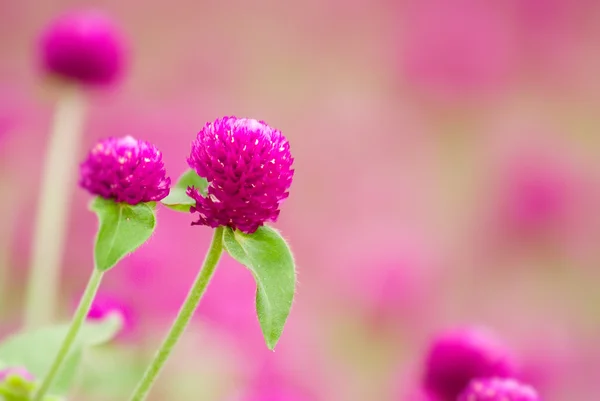 stock image Beautiful purple flowers