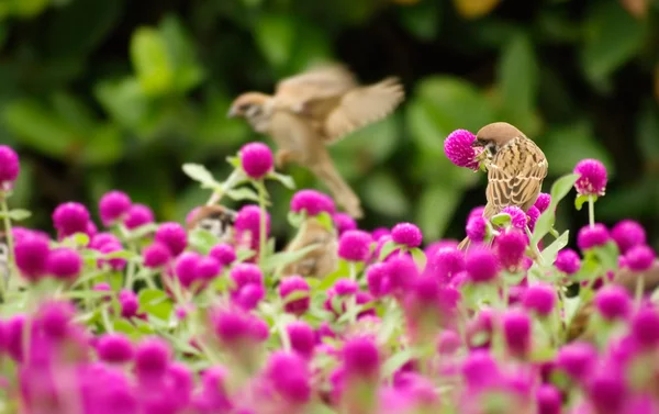 Sparrow ficar no belo flowe — Fotografia de Stock