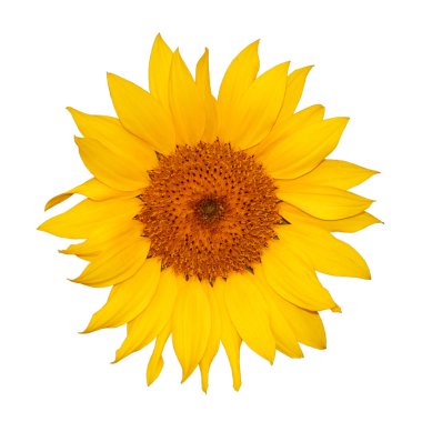 Colorful single sunflower clipart