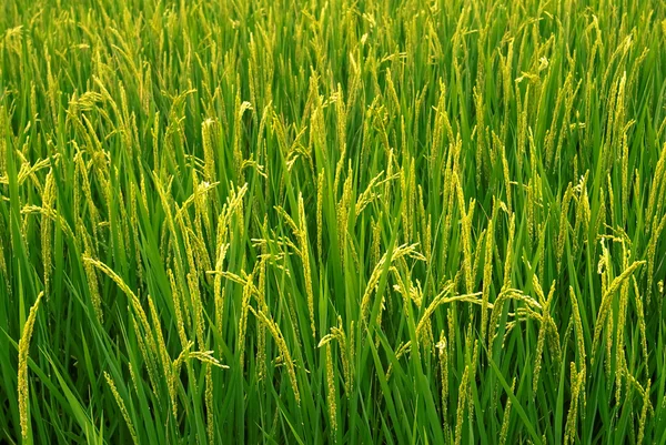 Farm — Stock Photo, Image