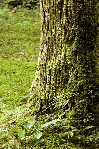 Zwrotnik lasu — Zdjęcie stockowe