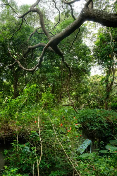 Landscape of wild forest — Zdjęcie stockowe