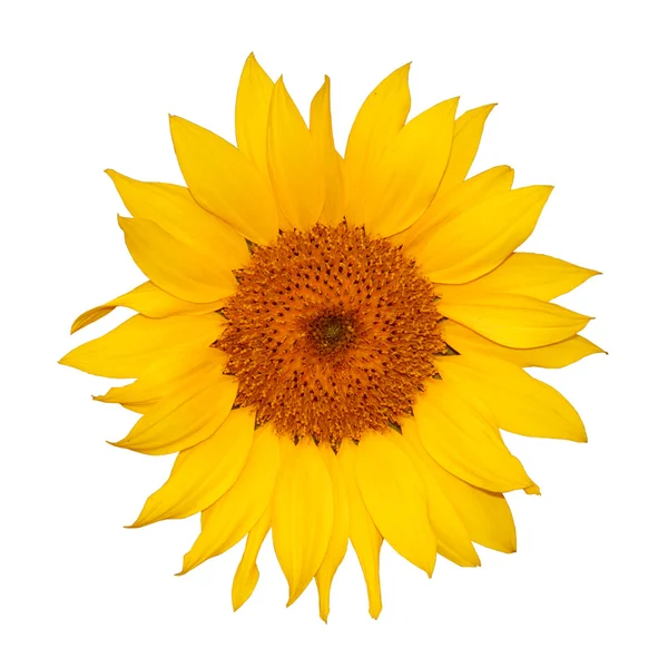 stock image Colorful single sunflower