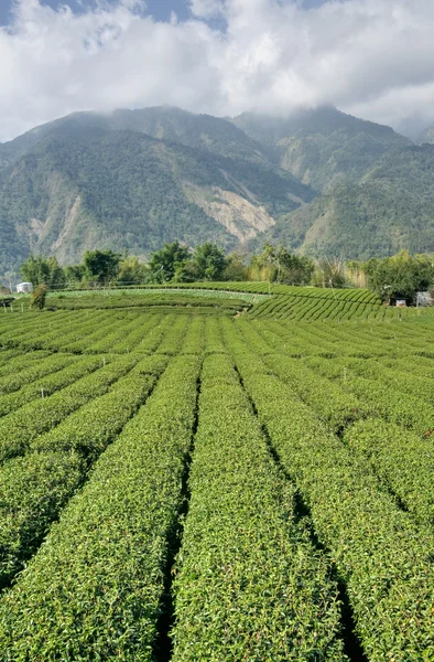 Field of tea — Stock Photo, Image