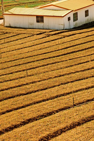 Жовтий ферми — стокове фото