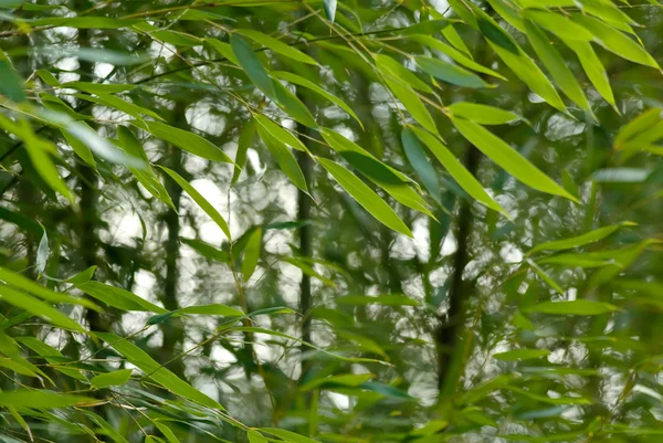 Ogród bambusowy — Zdjęcie stockowe
