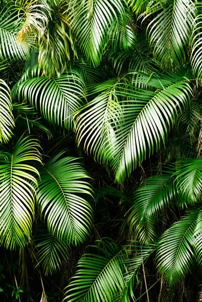 Tropical leaf Pictures, Tropical leaf Stock Photos & Images ...