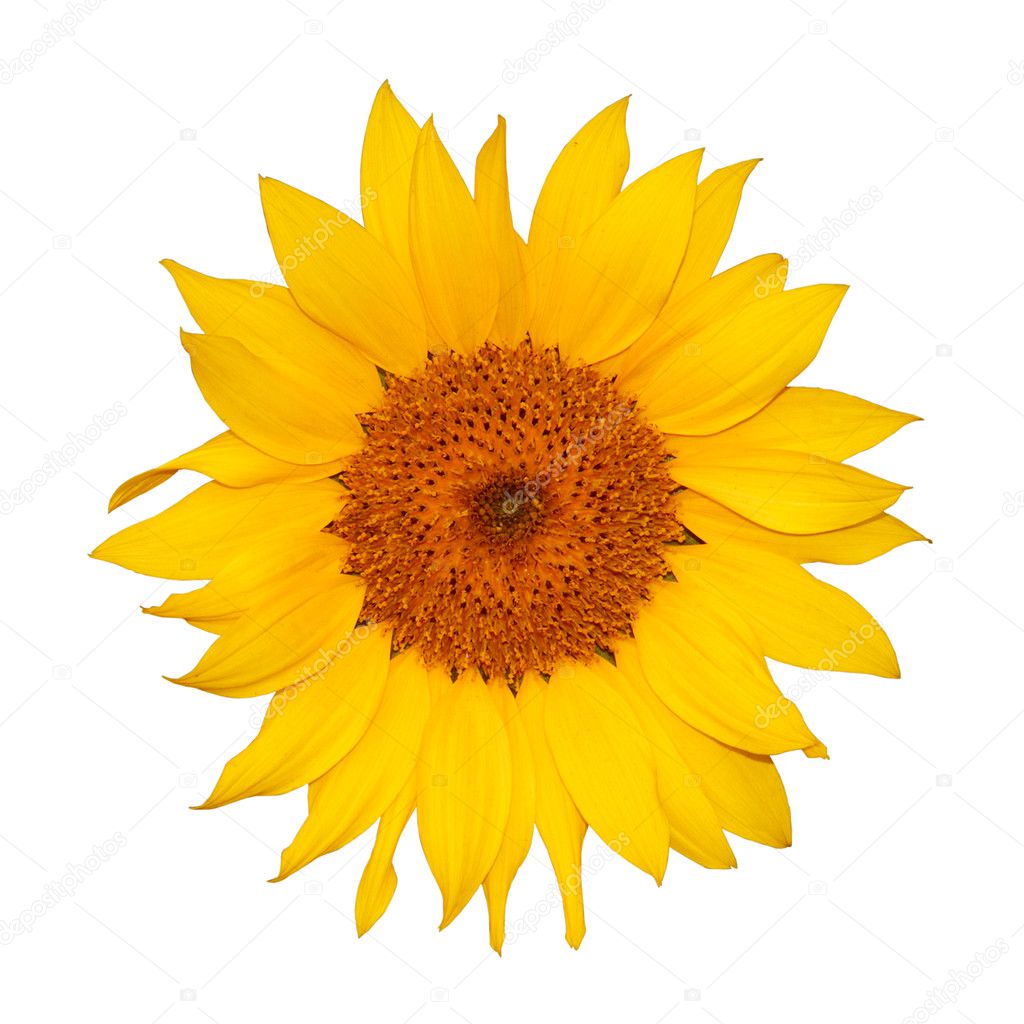 Colorful single sunflower