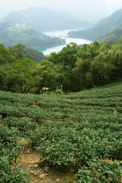 Foglia di tè fresco verde — Foto Stock