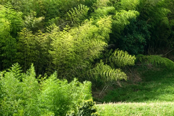 Πράσινο λιβάδι με μπαμπού — Φωτογραφία Αρχείου