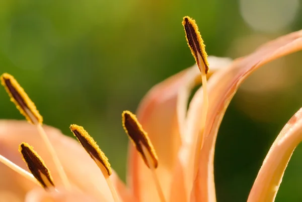 Soyut tiger lily yakın çekim fotoğraf — Stok fotoğraf