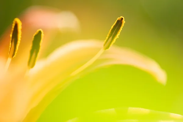 Abstract tiger lily close-up photo — Stock Photo, Image