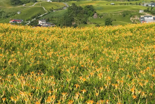 Beautiful tiger lily farm — Stock Photo, Image